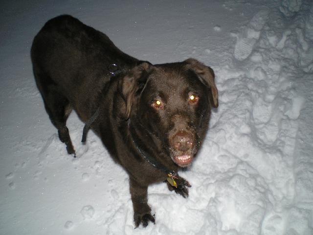 Fotky: Labradorský retrívr (foto, obrazky)