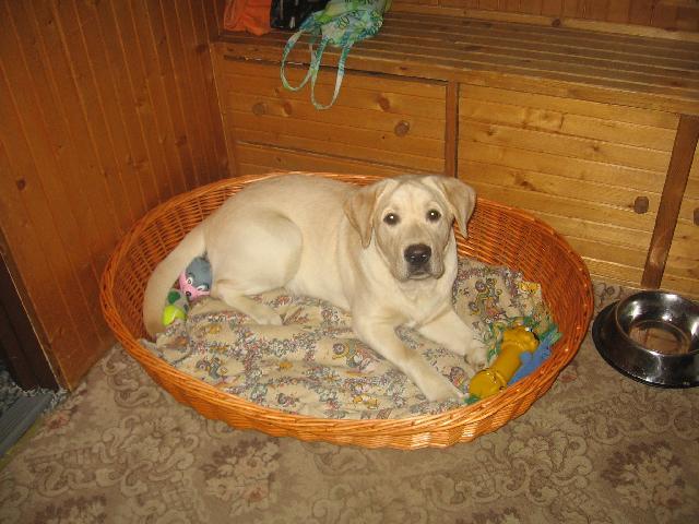 Fotky: Labradorský retrívr (foto, obrazky)