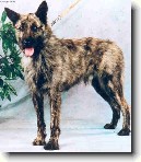 Ardenský bouvier