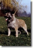 Ardenský bouvier