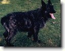 Ardenský bouvier