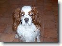 Kavalír King Charles španěl