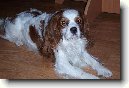 Kavalír King Charles španěl