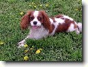 Kavalír King Charles španěl
