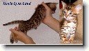 Bengálská kočka, leopardí kočka